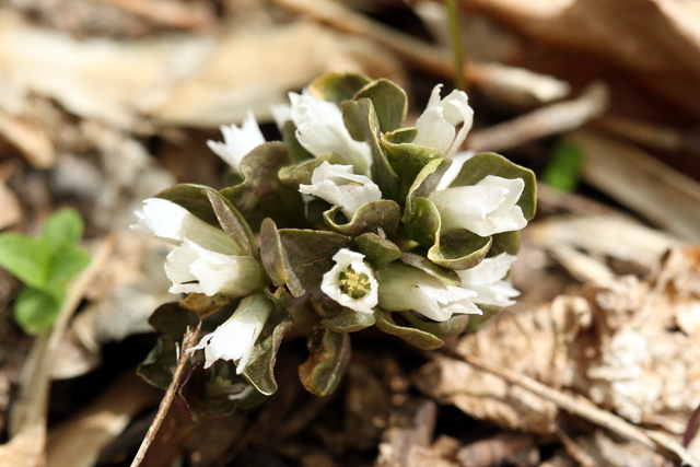 Obolaria virginica