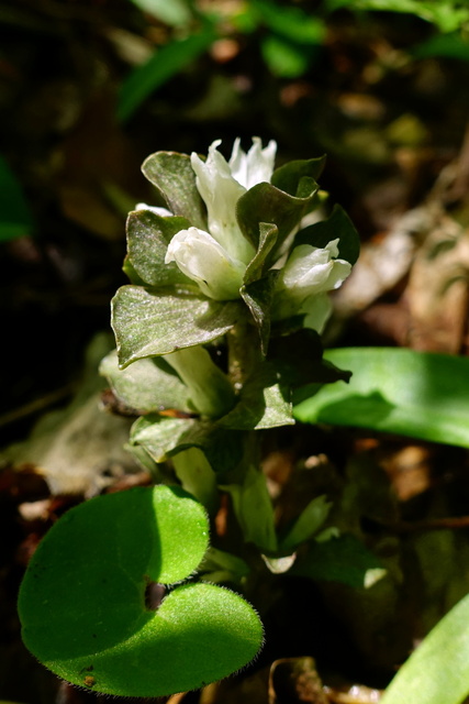 Obolaria virginica