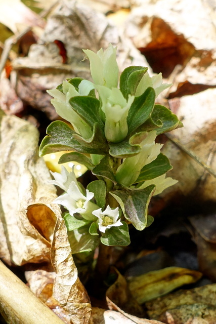 Obolaria virginica