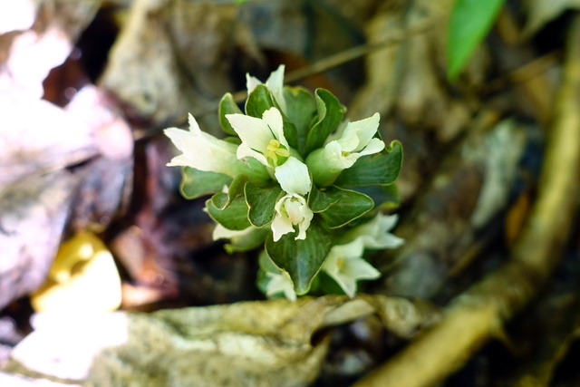 Obolaria virginica