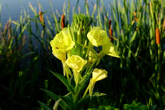 Oenothera biennis