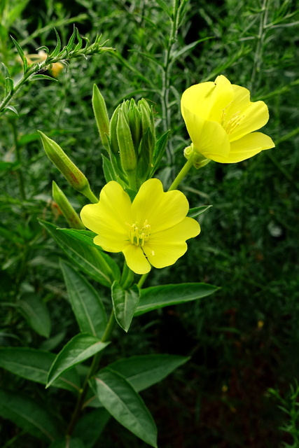 Oenothera biennis