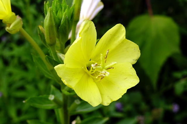 Oenothera biennis