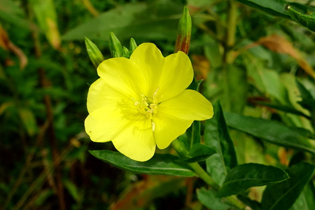 Oenothera biennis