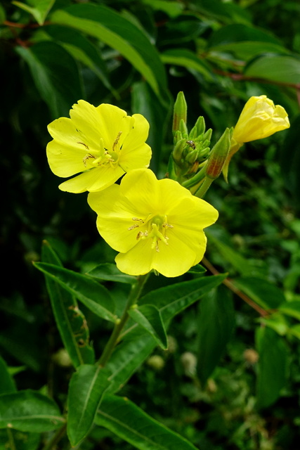 Oenothera biennis