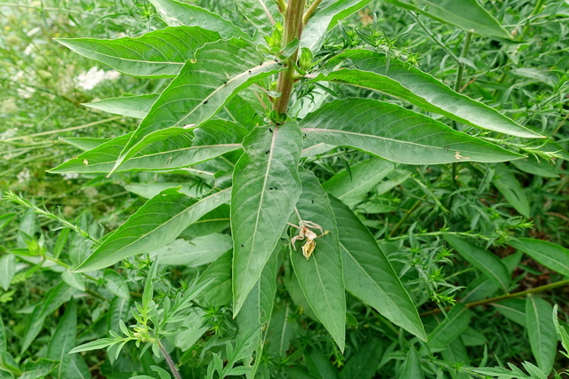 Oenothera biennis - leaves