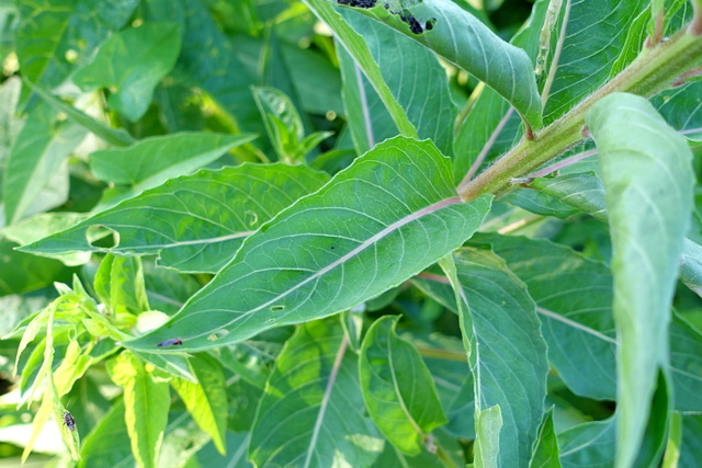 Oenothera biennis - leaves