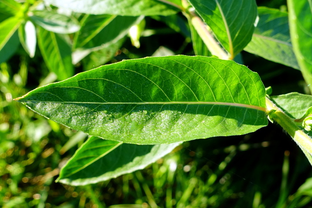 Oenothera biennis - leaves