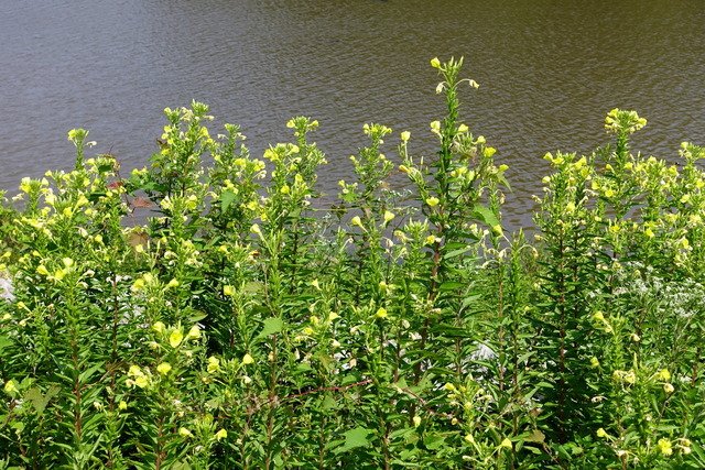 Oenothera biennis - plants