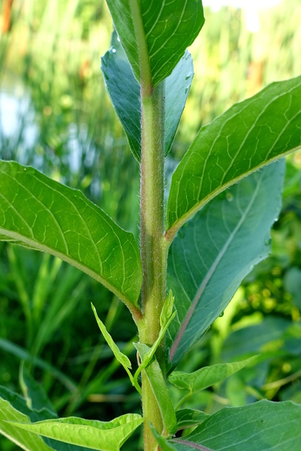 Oenothera biennis - stem