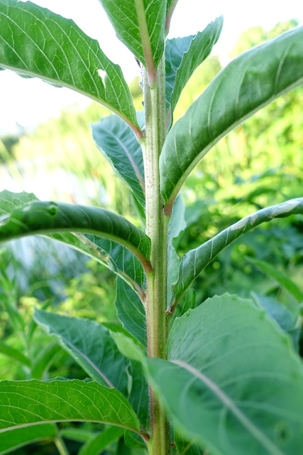 Oenothera biennis - stem