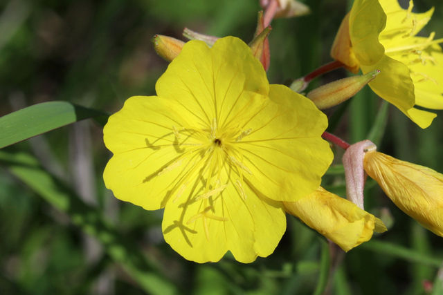 Oenothera fruticosa