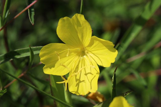 Oenothera fruticosa