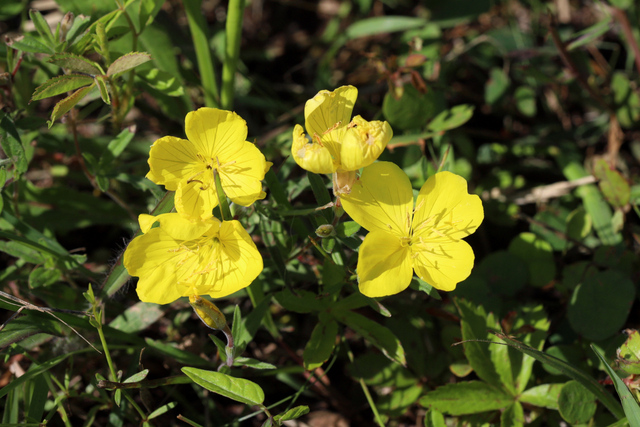 Oenothera fruticosa