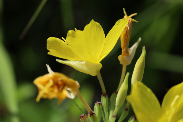 Oenothera fruticosa