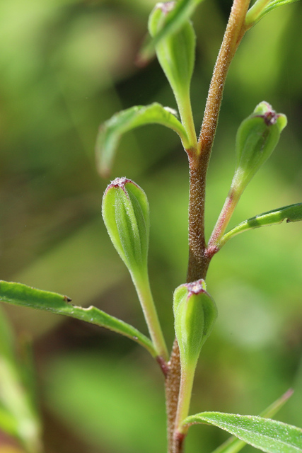 Oenothera fruticosa - fruit