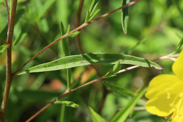 Oenothera fruticosa - leaves