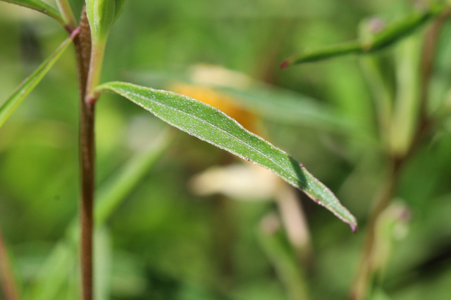 Oenothera fruticosa - leaves