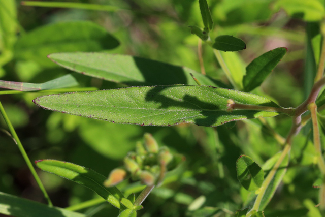 Oenothera fruticosa - leaves