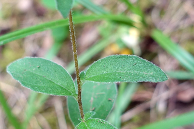 Oenothera fruticosa - leaves