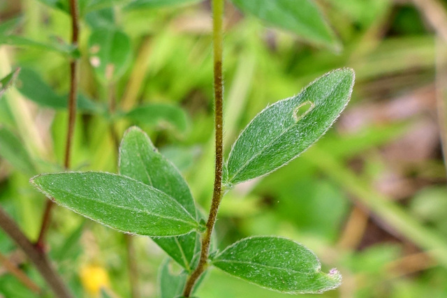 Oenothera fruticosa - leaves