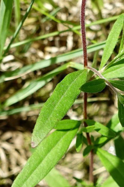 Oenothera fruticosa - leaves