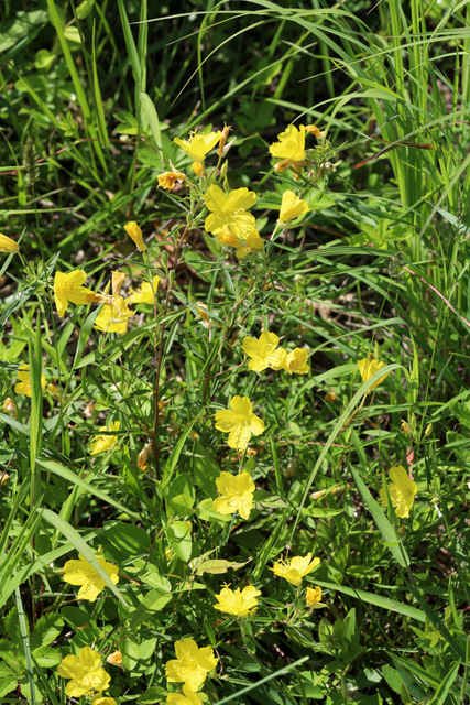 Oenothera fruticosa - plants