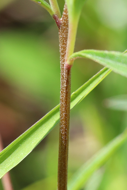 Oenothera fruticosa - stem