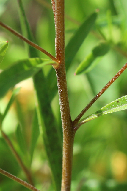 Oenothera fruticosa - stem