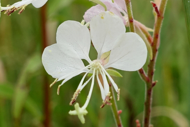 Oenothera gaura