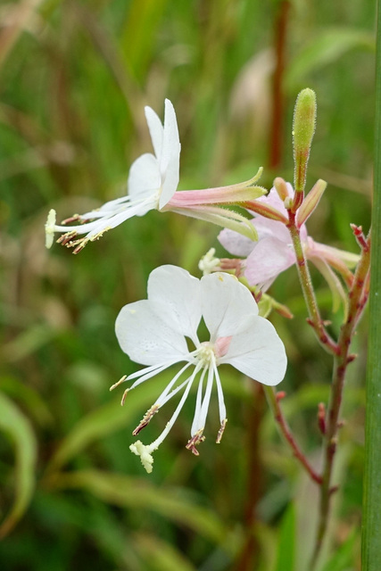 Oenothera gaura