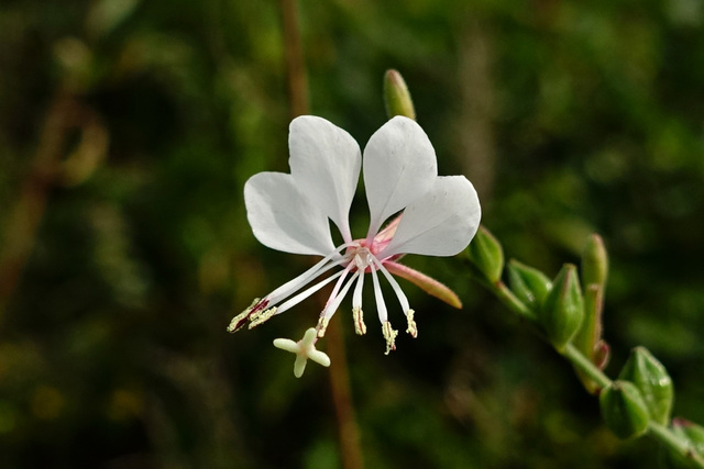 Oenothera gaura