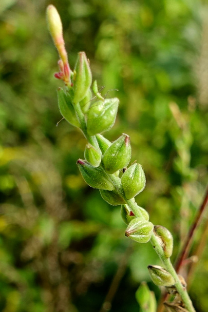 Oenothera gaura - fruit