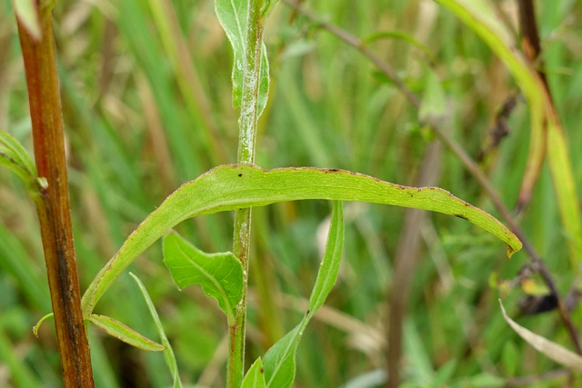 Oenothera gaura - leaves