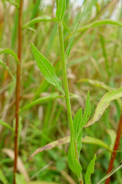 Oenothera gaura - leaves