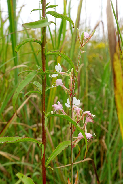 Oenothera gaura - plants