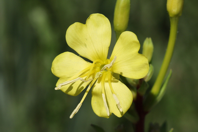 Oenothera parviflora