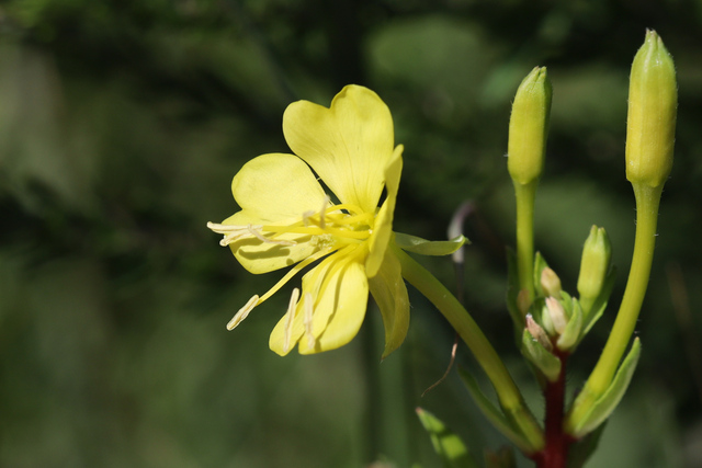 Oenothera parviflora