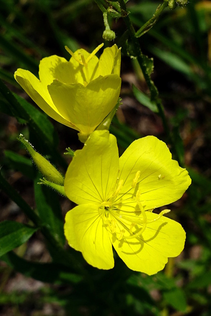 Oenothera pilosella