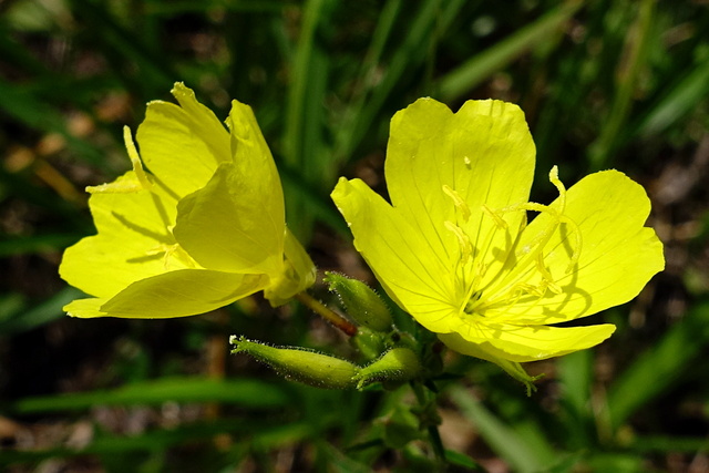 Oenothera pilosella