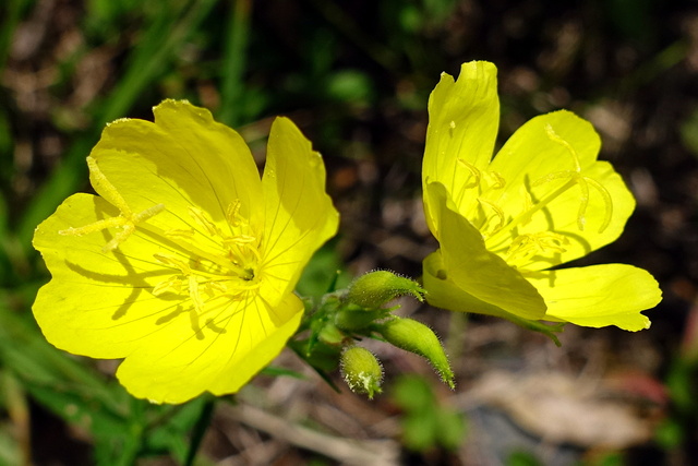 Oenothera pilosella