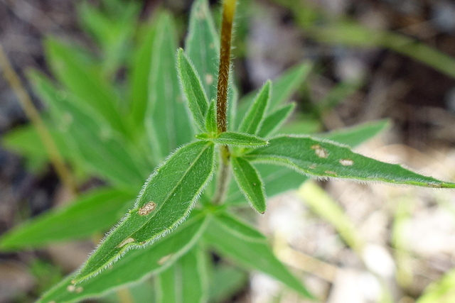 Oenothera pilosella - leaves