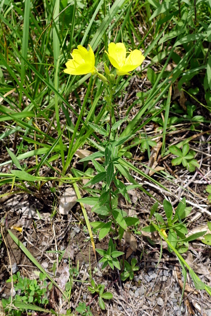 Oenothera pilosella - plant