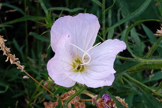 Oenothera speciosa