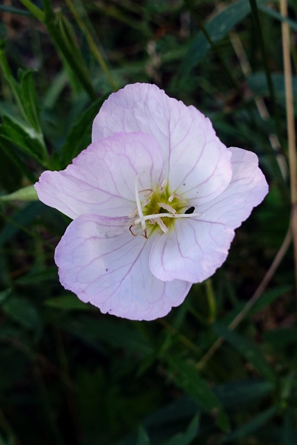 Oenothera speciosa