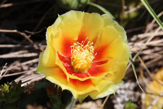 Opuntia cespitosa