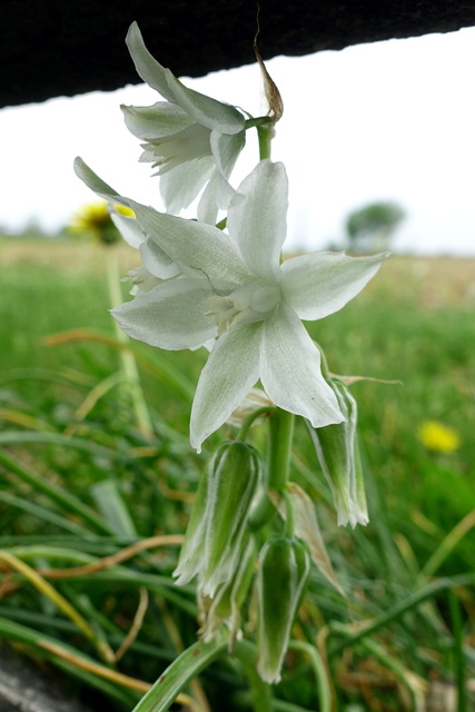 Ornithogalum nutans