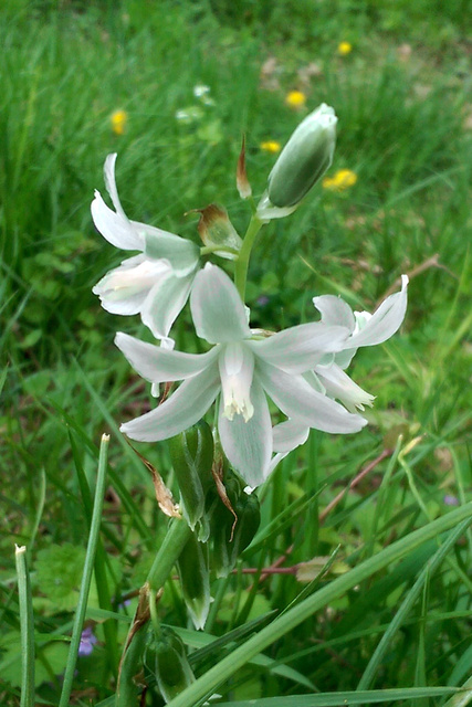 Ornithogalum nutans