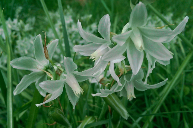 Ornithogalum nutans