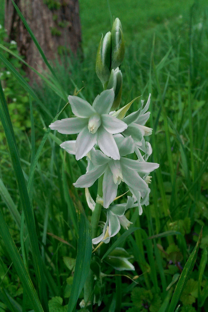 Ornithogalum nutans